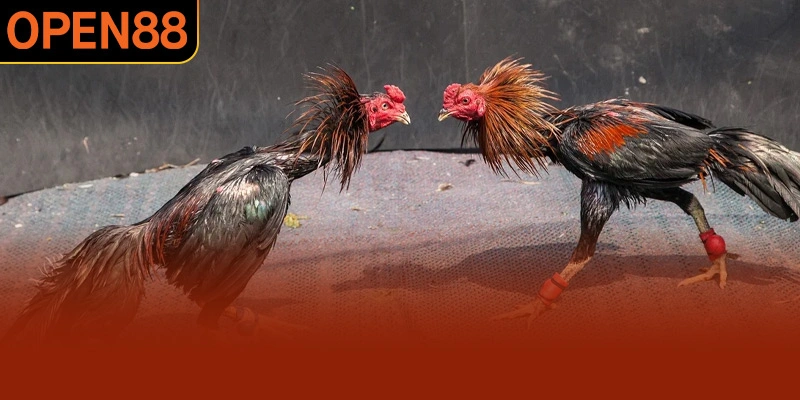 Thế mạnh mà đá gà OPEN88 tự tin chinh phục hội viên